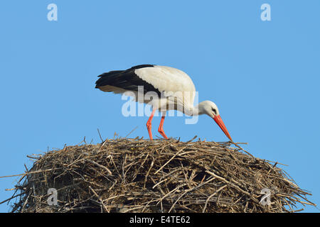 Weißstorch (Ciconia Ciconia) auf Nest, Hessen, Deutschland Stockfoto