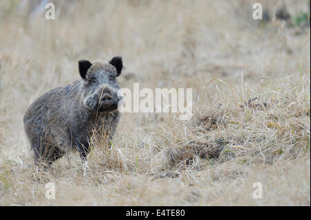 Wildschwein (Sus Scrofa), Spessart, Bayern, Deutschland Stockfoto