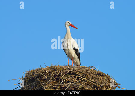 Weißstorch (Ciconia Ciconia) auf Nest, Hessen, Deutschland Stockfoto