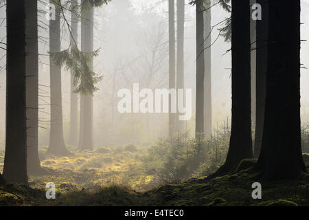 Fichten-Wald im frühen Morgen Nebel, Odenwald, Hessen, Deutschland Stockfoto