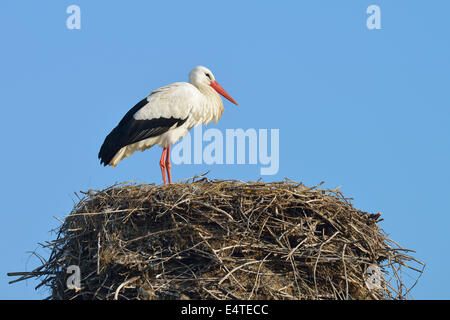 Weißstorch (Ciconia Ciconia) auf Nest, Hessen, Deutschland Stockfoto