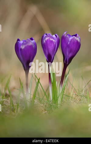 Blüten der inländischen Krokus (Crocus Vernus), Bayern, Deutschland Stockfoto