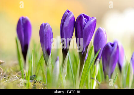 Blüten der inländischen Krokus (Crocus Vernus), Bayern, Deutschland Stockfoto