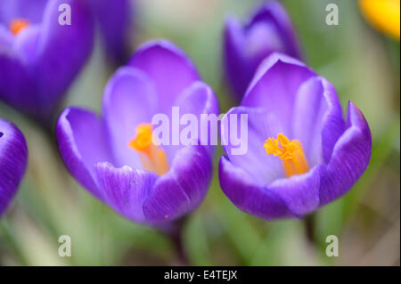 Blüten der inländischen Krokus (Crocus Vernus), Bayern, Deutschland Stockfoto