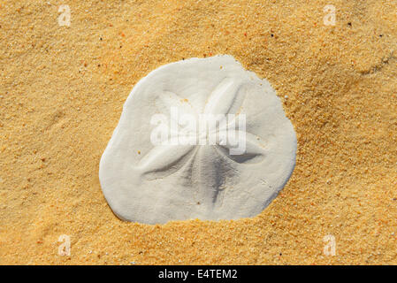 Nahaufnahme des versteinerten Sand-Dollars in Wüste, Matruh, große Sandmeer, libysche Wüste, Sahara Wüste, Ägypten, Nordafrika, Afrika Stockfoto