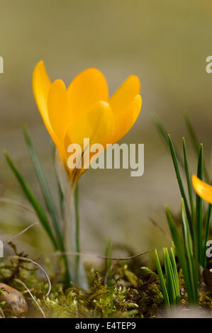 Blüte der heimischen Krokus (Crocus Vernus), Bayern, Deutschland Stockfoto