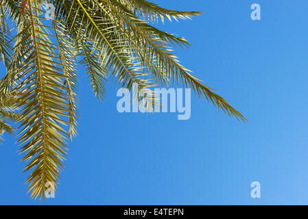 Nahaufnahme der Dattelpalme Filiale gegen blauen Himmel, Oase Siwa, Matruh, libysche Wüste, Sahara Wüste, Ägypten, Nordafrika, Afrika Stockfoto