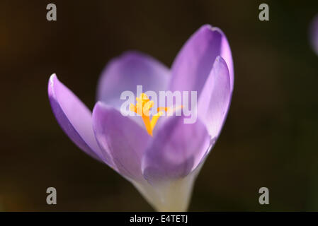 Frühlings-Krokus (Crocus Vernus) im frühen Frühjahr, Oberpfalz, Bayern, Deutschland Stockfoto