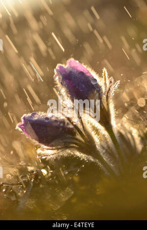 Pulsatilla (Pulsatilla Vulgaris) blüht im Grünland am regnerischen Abend im frühen Frühjahr, Oberpfalz, Bayern, Deutschland Stockfoto