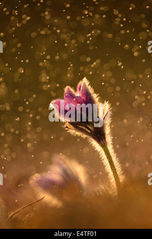 Pulsatilla (Pulsatilla Vulgaris) blüht in Grünland am regnerischen Abend im frühen Frühjahr, Oberpfalz, Bayern, Deutschland Stockfoto