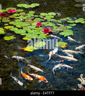 Europäische Seerosen und Koi-Karpfen im Teich außerhalb der Parkside & Spa Hotels in Victoria, British Columbia, Kanada. Stockfoto