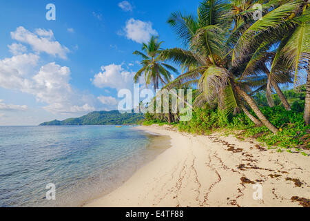 Anse Forbans Strand mit Palmen, Mahe, Seychellen Stockfoto