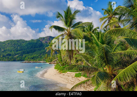 Anse Forbans Strand mit Palmen, Mahe, Seychellen Stockfoto