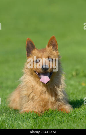 Porträt des Australian Terrier in Wiese, Bayern, Deutschland Stockfoto