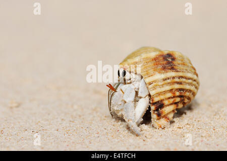 Einsiedlerkrebs (Anomura) auf Sand des Strandes, La Digue, Seychellen Stockfoto