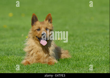 Porträt des Australian Terrier in Wiese, Bayern, Deutschland Stockfoto