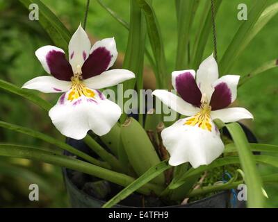 Zwei weiße, lila und gelb Miltonia-Orchideen. Stockfoto