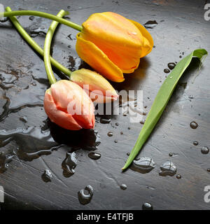 Nahaufnahme von Tulpen auf schwarzen Tisch mit Wassertropfen, Studio gedreht Stockfoto