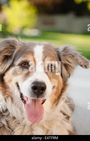 Porträt des Australian Shepherd Dog im Hinterhof, Utah, USA Stockfoto