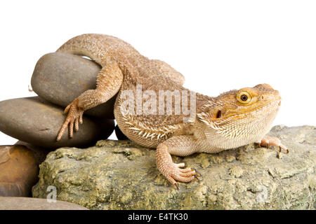 Bartagame auf weißem Hintergrund. Eidechse, die isoliert auf weißem Hintergrund Stockfoto