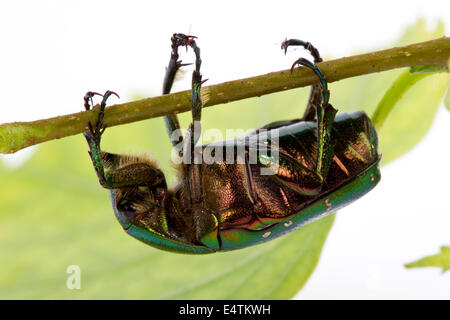 Rose Chafer kriecht auf einem Ast (Cetonia Aurata) auf weißem Hintergrund Stockfoto