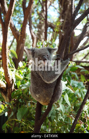 Koala, Currumbin Wildlife Sanctuary, Currumbin, Queensland, Australien Stockfoto