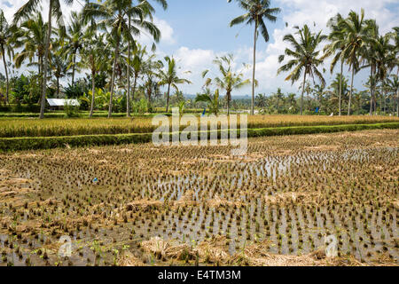 Bali, Indonesien.  Reisfelder.  Die im Hintergrund ist fast bereit zu ernten. Stockfoto