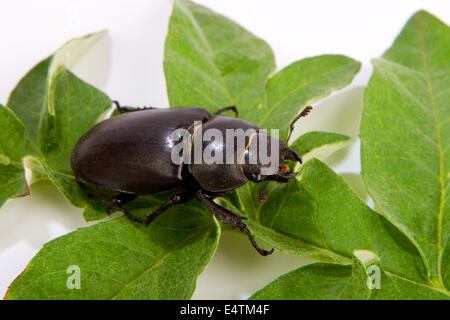 Nahaufnahme des gemeinsamen weiblich Hirschkäfer (Lucanus Cervus) sitzen auf Eichenblatt Stockfoto