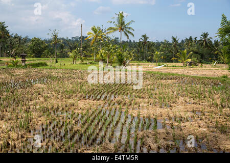 Bali, Indonesien.  Junge Reis Pflanzen im Feld.  Schrein, der Reis Göttin Sri auf ganz links. Stockfoto