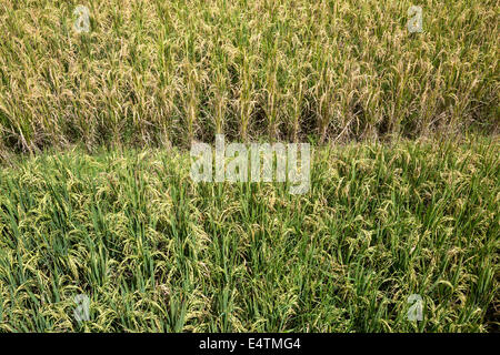 Bali, Indonesien.  Reis fast reif für die Ernte. Stockfoto