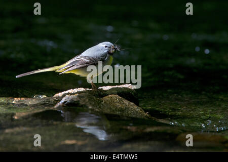 Eine Erwachsene männliche grau Bachstelze sammelte Insekten ernähren, es ist jung, Fluss Fowey, Cornwall, UK. Stockfoto