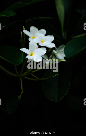 Weiß plumeria rubra Stockfoto