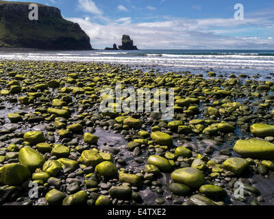 Sonnendurchflutetes golden grün Ulva Algen überzogen Kieselsteine am Talisker Strand, Isle Of Skye, Schottland, UK Stockfoto