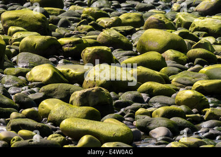 Sonnendurchflutetes golden grün Ulva Algen überzogen Kieselsteine am Talisker Strand, Isle Of Skye, Schottland, UK Stockfoto