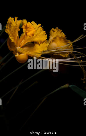 Caesalpinia lutea, gelber Pfau Blume Stockfoto