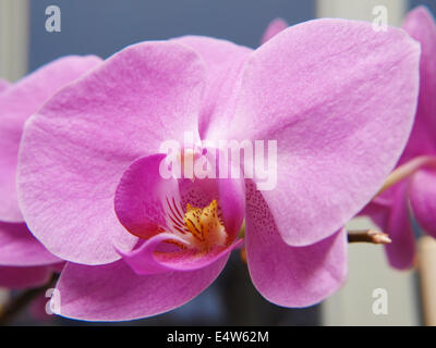 Phalaenopsis Orchideen, Veilchen Stockfoto