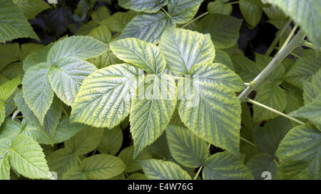 Eisen-Mangel-Symptome auf Herbst Fruchtkörper Himbeere Blatt, UK Garten. Stockfoto