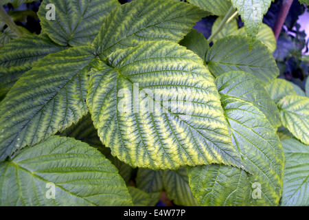 Eisen-Mangel-Symptome auf Herbst Fruchtkörper Himbeere Blatt, UK Garten. Stockfoto