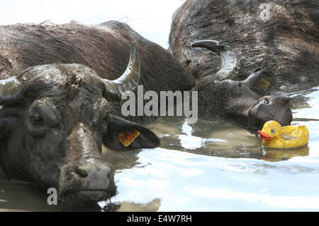 Son En Breugel, Niederlande. 16. Juli 2014. Nicht nur Schweine lieben Schlamm. Die 27 Wasserbüffel von The Stoerderij in der niederländischen Stadt Son En Breugel sind Taucherin in den Sumpf der Büffelfarm. Wie stark die Temperaturen steigen abzukühlen Tiere massenweise. An heißen Tagen sind sie nur im Wasser bleiben. Damit sie etwas Ablenkung zu bieten hat Besitzer Arjan Swinkels jetzt eine Kunststoff Ente hinzugefügt, um den Naturteich. Für die schwierige Tiere ein zusätzlicher Grund für Baden gehen. Schlamm bietet auch nach dem Trocknen für ein angenehmes Gurt gegen viele Stechfliegen. Bildnachweis: Dpa picture Alliance/Alamy Live News Stockfoto