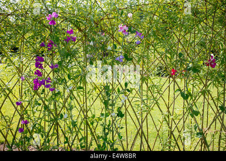 Süße Erbsen wachsen auf ihren Lebensunterhalt Weide Torbogen am RHS Harlow Carr Gärten. Harrogate, England Stockfoto