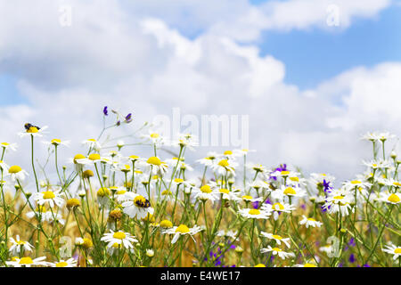 weiße Margeriten in den Himmel Stockfoto