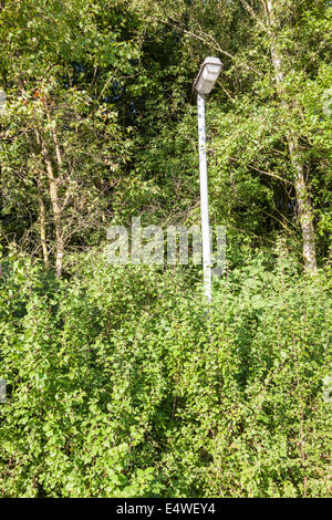 Lamp Post und Straße Licht dem Zuwachsen und von Bäumen, Nottinghamshire, England, Großbritannien Stockfoto