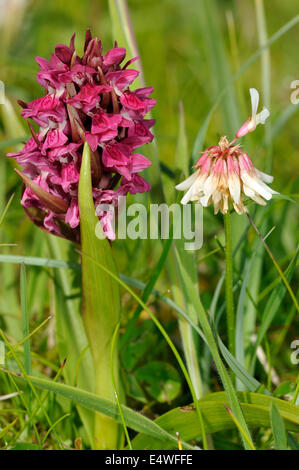 Frühe Knabenkraut - Dactylorhiza Wurzelsud Coccinea mit weißer Klee - Trifolium Repens in Machair Grünland Stockfoto