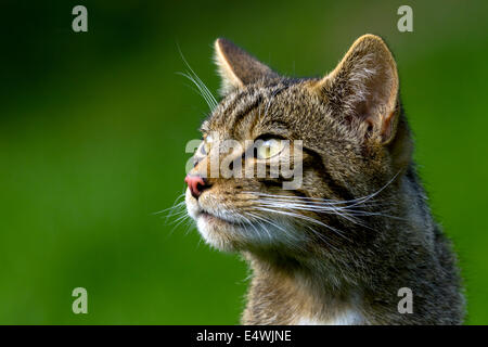 Schottische Wildkatze (Felis Silvestris Silvestris): eine kleine Katze Aussterben bedroht, mit nur etwa 100 Links in freier Wildbahn Stockfoto