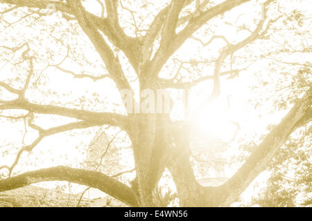 Sonne, durch Bäume in den Wäldern von Urban. Stockfoto