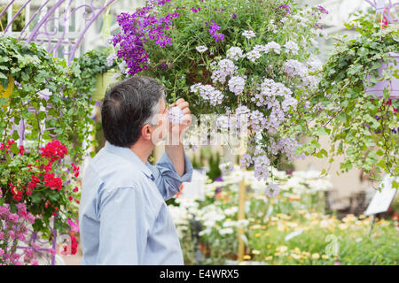 Mann duftenden Blume Stockfoto