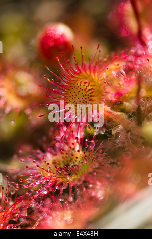 Runde Endivie Sonnentau - Drosera rotundifolia Stockfoto