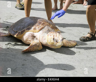 South Carolina, USA. 15. Juli 2014. Briar befreit die Meeresschildkröte nach knapp einem Jahr des Seins aufgepäppelt durch das South Carolina Aquarium Sea Turtle Rescue-Programm. Sie wurde am 30. Mai 2013, extrem Undeweight, mit Armen Bloodworks gefunden und Katarakt entwickelt hatte. Nach der Operation und Wochen der Krankenpflege am Programm war sie schließlich gut genug, um am 15. Juli 2014 frei einstellbar Credit: Brian Jordan/Alamy Live News Stockfoto