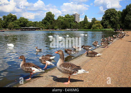 St James Park in London Westminster, England eine Landschaft mit seinem See mit Gänsen stehend an den Rand des Wassers Stockfoto