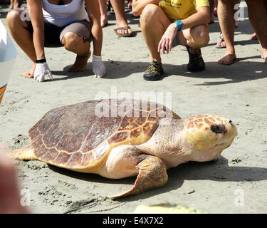 South Carolina, USA. 15. Juli 2014. Briar befreit die Meeresschildkröte nach knapp einem Jahr des Seins aufgepäppelt durch das South Carolina Aquarium Sea Turtle Rescue-Programm. Sie wurde am 30. Mai 2013, extrem Undeweight, mit Armen Bloodworks gefunden und Katarakt entwickelt hatte. Nach der Operation und Wochen der Krankenpflege am Programm war sie schließlich gut genug, um am 15. Juli 2014 frei einstellbar Credit: Brian Jordan/Alamy Live News Stockfoto